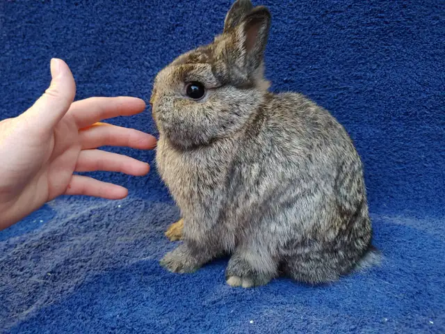 EXTRAODINAIRE BÉBÉ lapin nain néerlandais mâle *MALE BABY BUNNY in Small Animals for Rehoming in City of Montréal - Image 9