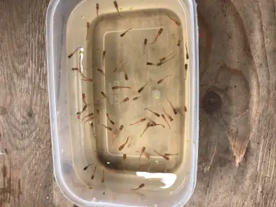 I’m selling high quality breed juvenile guppies. Parents are similar to photo. 100 juvenile guppies...