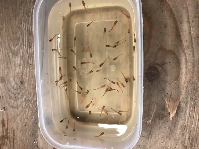 100 high quality breed juvenile guppies for $50 in Fish for Rehoming in City of Toronto - Image 2