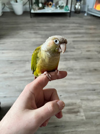 Conure and cage