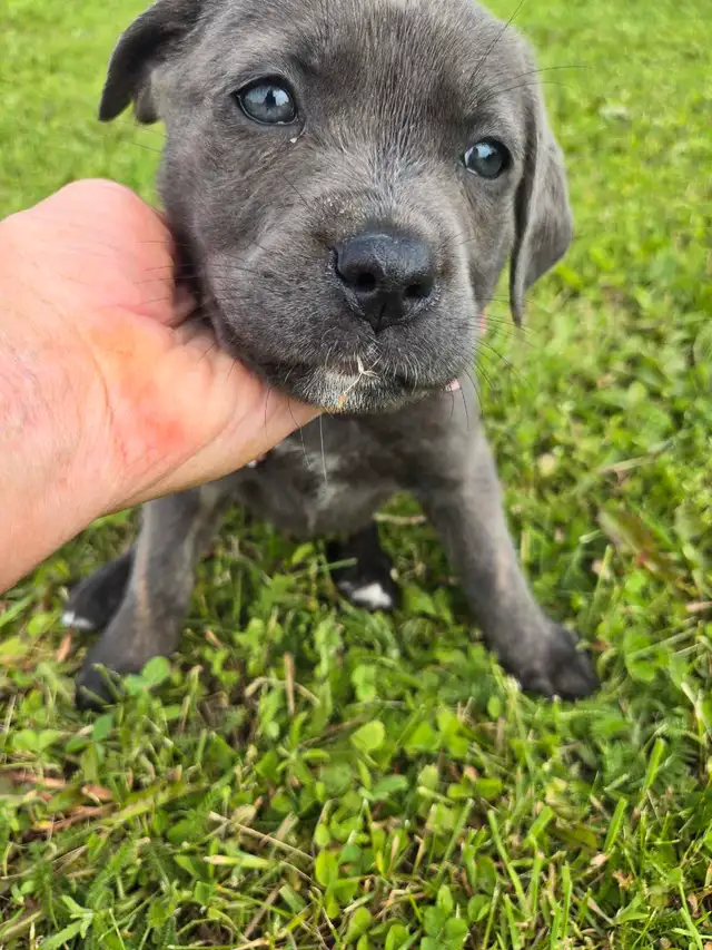 Cane Corso Puppies - 7 Weeks Old in Dogs & Puppies for Rehoming in Barrie - Image 8
