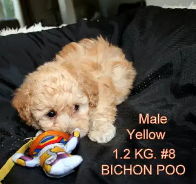 Lovely Peachy, Creamy, Apricot toned, Bichon Frise/ Miniature Poodle babies. Little bits of fluff an...