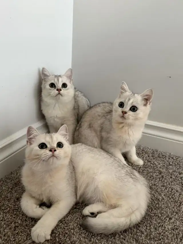 TICA British short hair Kitten-Fully Vaccined