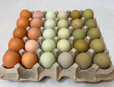 Brahma-based BYM chicks & fertile eggs. Chance of Purebred Lemon Pyle Brahmas. Our flock features se...