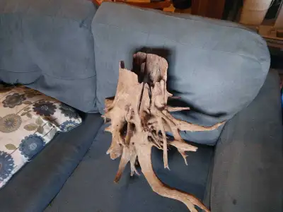 Large piece of driftwood, View more