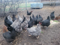 Laying Hens