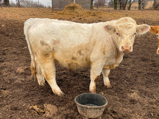 Purebred Charolais Bull in Livestock in Oshawa / Durham Region - Image 2