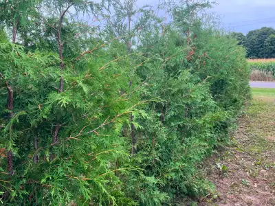 WHITE (SWAMP) CEDAR HEDGE TREES AND EMERALD CEDAR TREES FOR SALE, View more