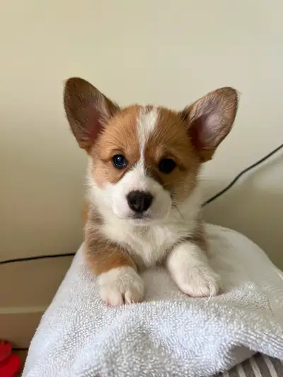 5 Purebred Corgi Puppies Looking for Their Forever Homes, View more