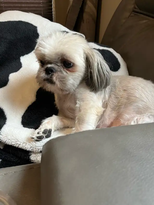 Shih-Tzu for sale in Dogs & Puppies for Rehoming in Edmonton - Image 2