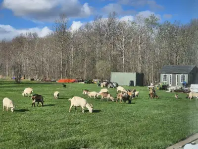 Goats For Sale, View more