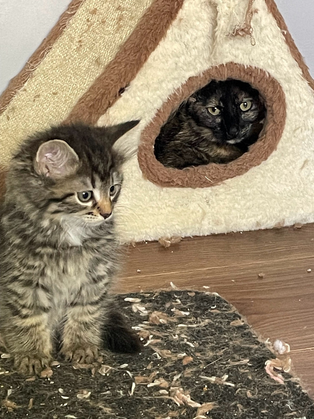 rescue kittens ready for new homes  in Cats & Kittens for Rehoming in Moncton