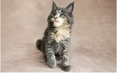 Gorgeous Maine Coon XL kittens European  Bloodline, View more