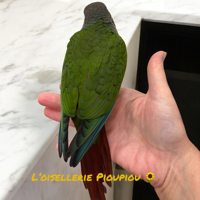 femme conure à joues vertes standards  dans Oiseaux à adopter  à Lanaudière - Image 2