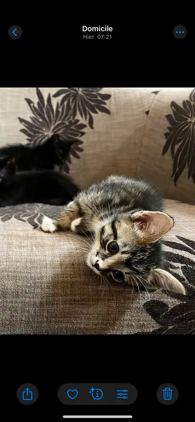 Bebe chaton, View more