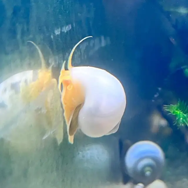 Nerite Snails That Actually Clean Your Tank in Fish for Rehoming in Kitchener / Waterloo - Image 6