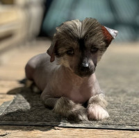 Chinese Crested Puppy 