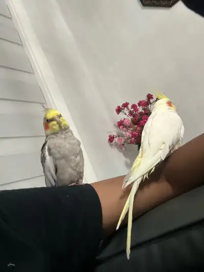 My parrot got lost who ever gives me back I will pay , View more