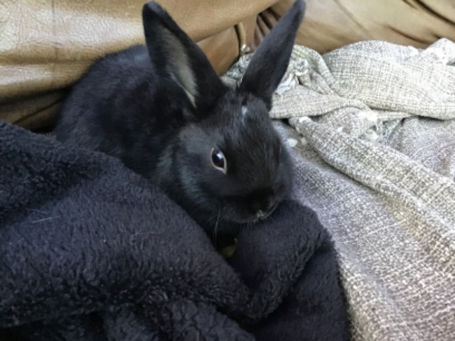 (2) deux/two bunnies/lapins pour 49$ dans Petits animaux à adopter  à Lévis - Image 2