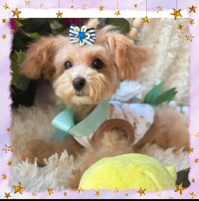 TeddyBear Maltipoo puppy Mini tiny size (poodle/Maltese in Dogs & Puppies for Rehoming in City of Toronto - Image 5
