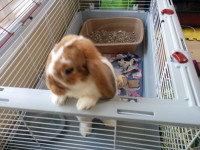 Rabbits and guinea pigs boarding in Richmond Hill, Ontario.