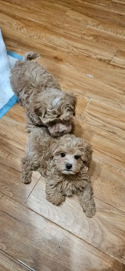 Maltipoo Puppies, View more