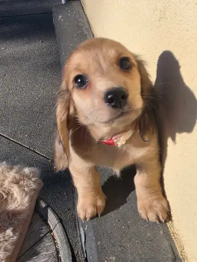 Cream Miniature Dachshund , View more