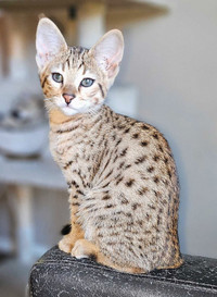 SAVANNAH KITTENS AND CATS F2 TO F6