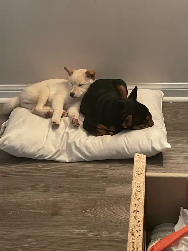 last girl, 4 month old shiba inu in Dogs & Puppies for Rehoming in Brantford - Image 4