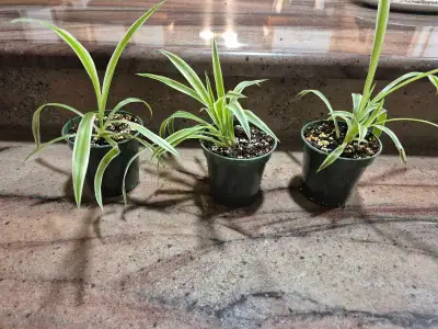 spider plants, View more