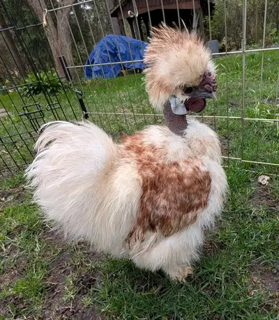 Silkie chicken cockeral ( Showgirl), View more