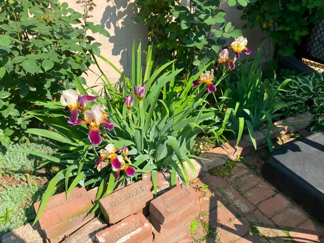 Photo 16