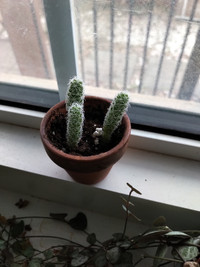 Mini Cacti Plant and Pot
