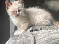 Ragdoll Kittens- VET CHECKED AND VACCINATED