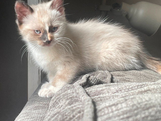 Ragdoll Kittens- VET CHECKED AND VACCINATED in Cats & Kittens for Rehoming in Edmonton