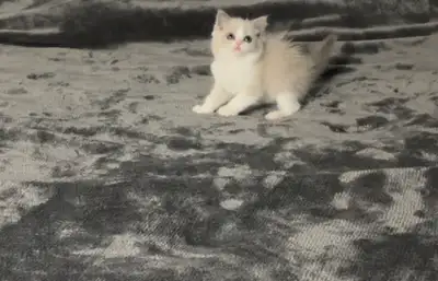 ⭐Gorgeous purebred ragdoll kittens rehoming, View more