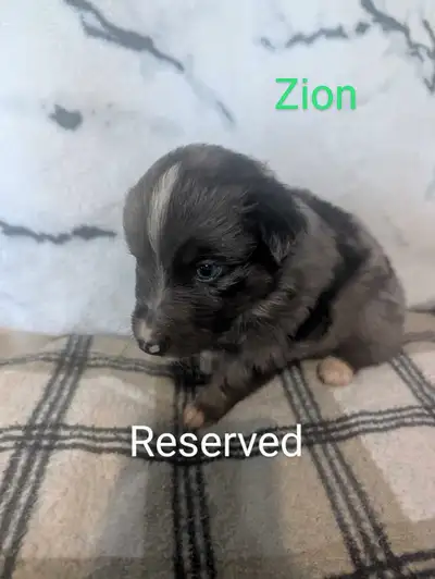 BOYS Zion~$1300 reserved Zephyr -$1300 deposit pending Zurg~ $900 GIRLS Zoya~ $950 Zuri~$950 Zelda~$...