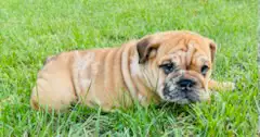 ⭐️ENGLISH BULLDOG⭐️ in Dogs & Puppies for Rehoming in Kingston - Image 6