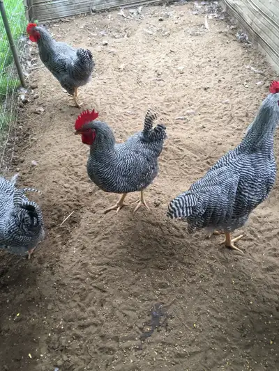 I have 4 purebred Plymouth Rock roosters, 6 months old. Just getting too many birds for my coop?