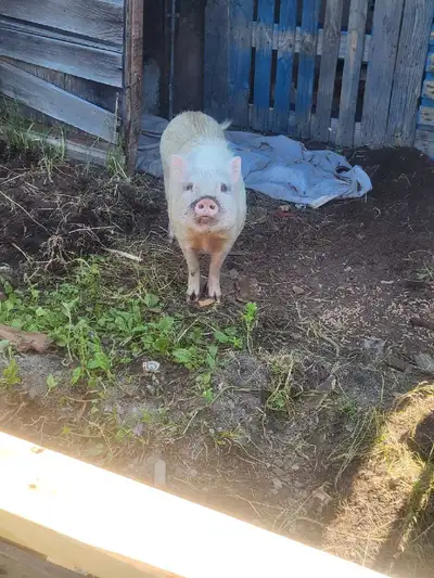 pig forsale, View more
