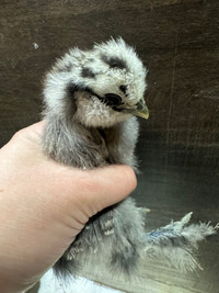 3  week old partridge chicks and 1 week olds 