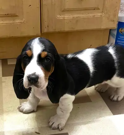 TWO BEAUTIFUL BASSET HOUND FEMALE PUPS, View more