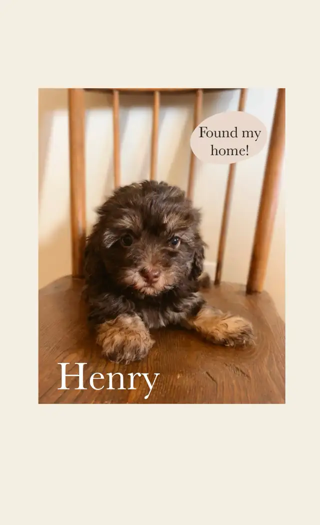 Havanese/Poodle Puppies - *One Left* in Dogs & Puppies for Rehoming in Edmonton - Image 6