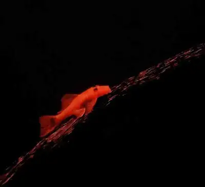 Super red bristlenose plecos , View more