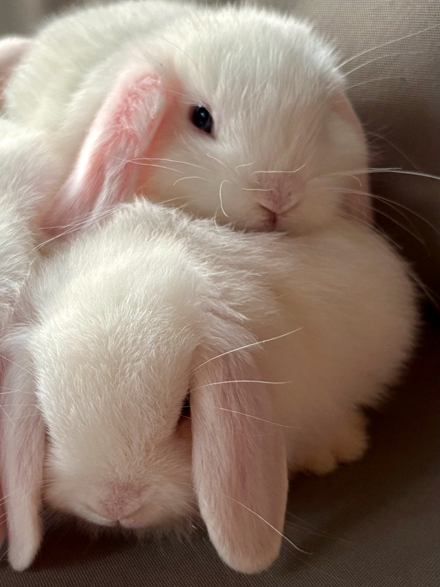 Baby Bunnies (Dwarf breed) in Small Animals for Rehoming in Hamilton - Image 4