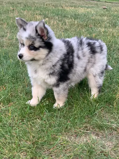 Pomsky puppies, View more