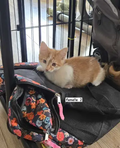 Superbe petit chats qui cherche famille Ils sont à Yamaska ..
