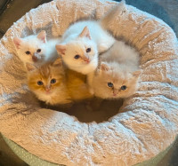 Beautiful kittens