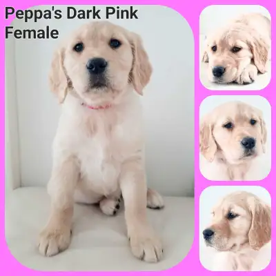 Update: Pups are ready to go home this weekend. Our beloved Peppa and Hugsy had a beautiful litter o...
