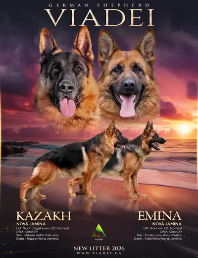 Premium German Shepherd Puppies – CKC Registered, View more